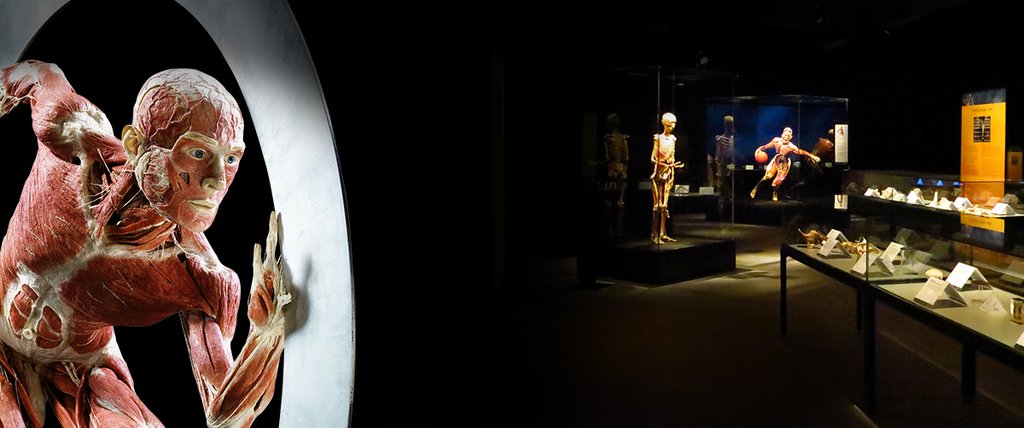 A trip to Body Worlds London